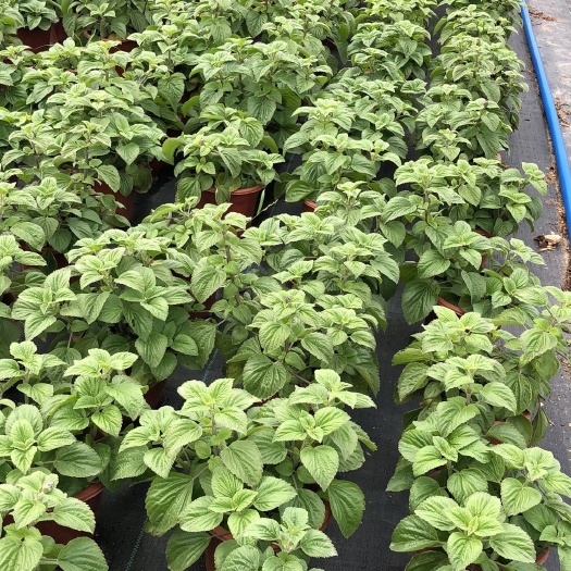 东莞市草坪 蓝霸鼠尾草 盆苗 园林绿化 花镜植物