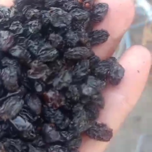 吐鲁番小颗粒黑加仑葡萄干