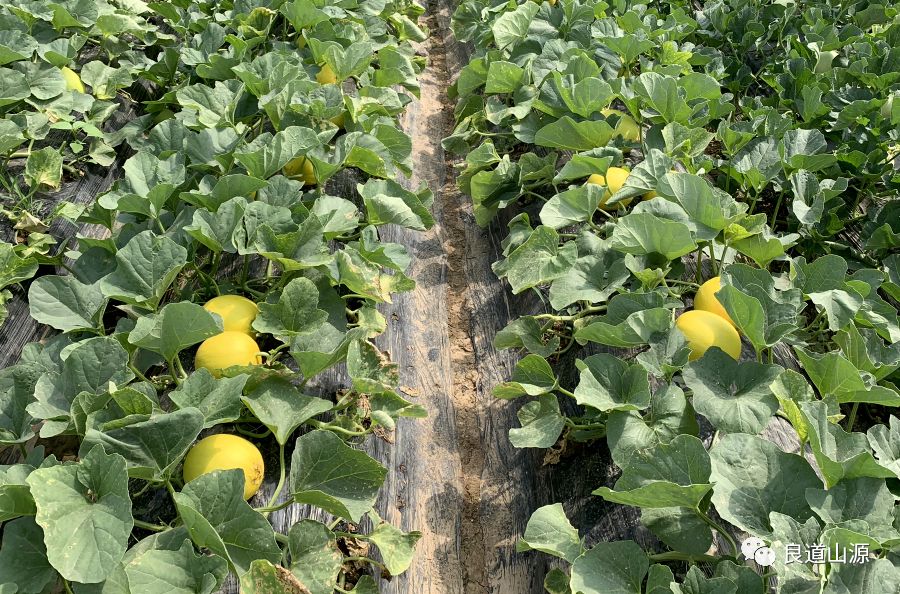 胶蜜25号  缅甸黄河蜜瓜