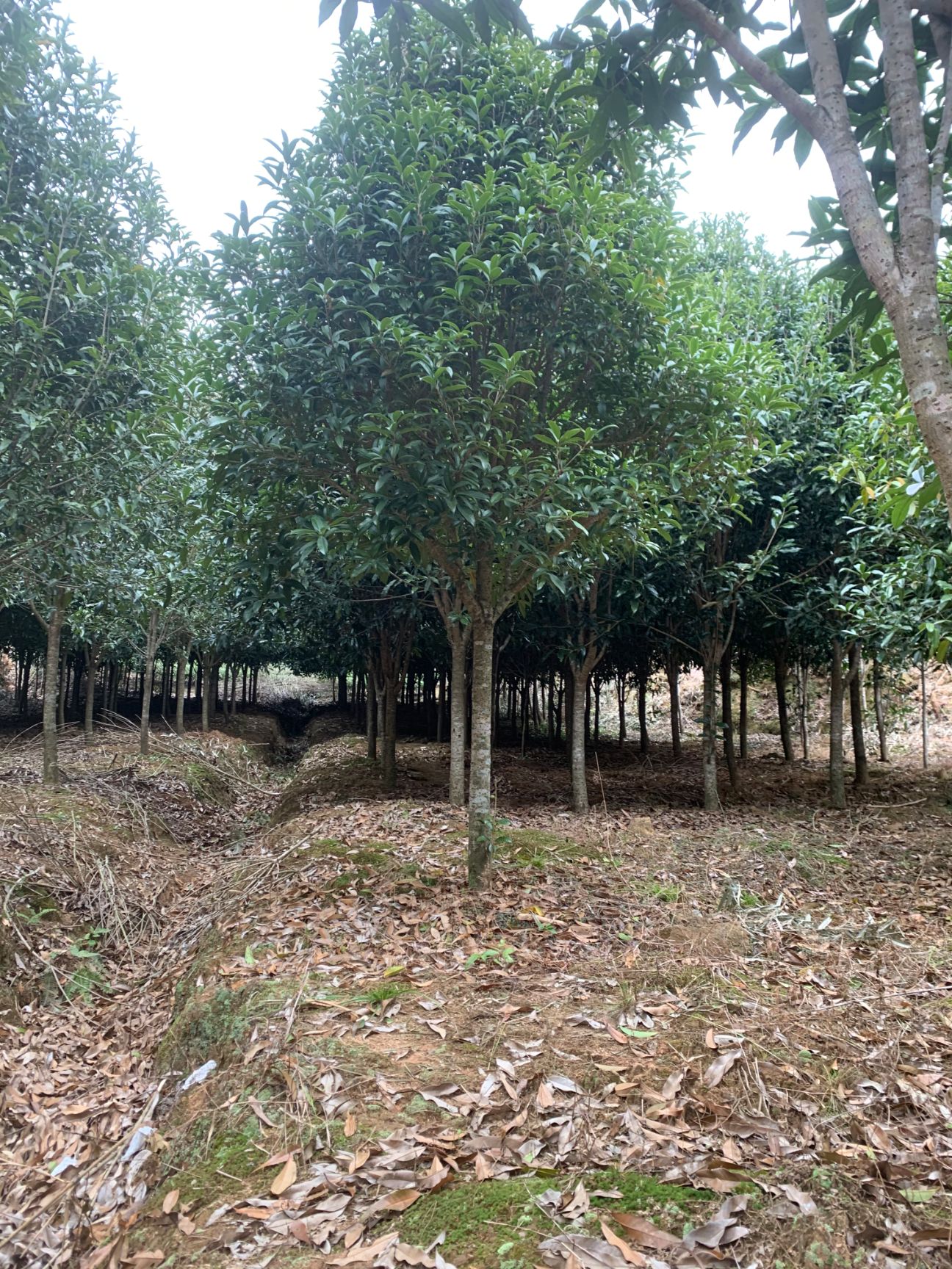 八月桂 出售：桂花大小规格3公分到20公分