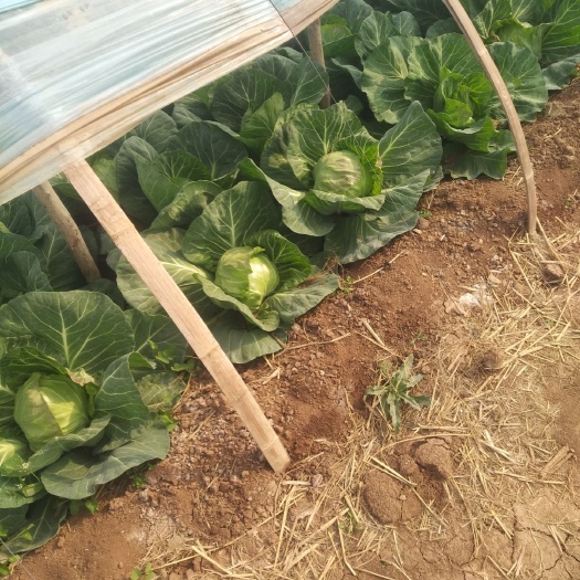 邯郸包菜 大量甘蓝