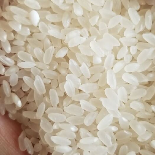 松原粳米 黑龙江省哈尔滨市巴彦县 一等品 一季稻 粳米
