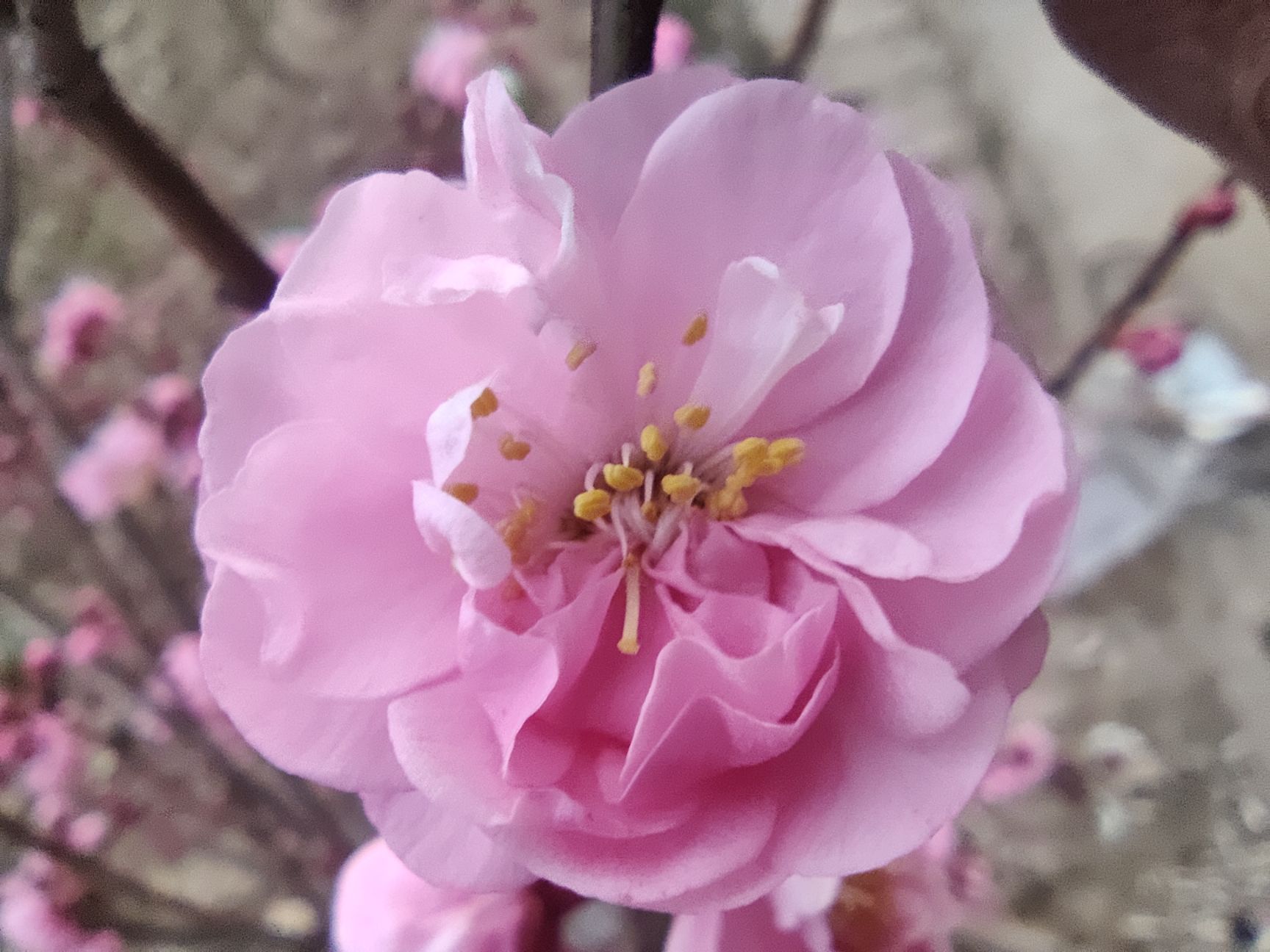 朱砂红梅红须骨里红，绿梅。