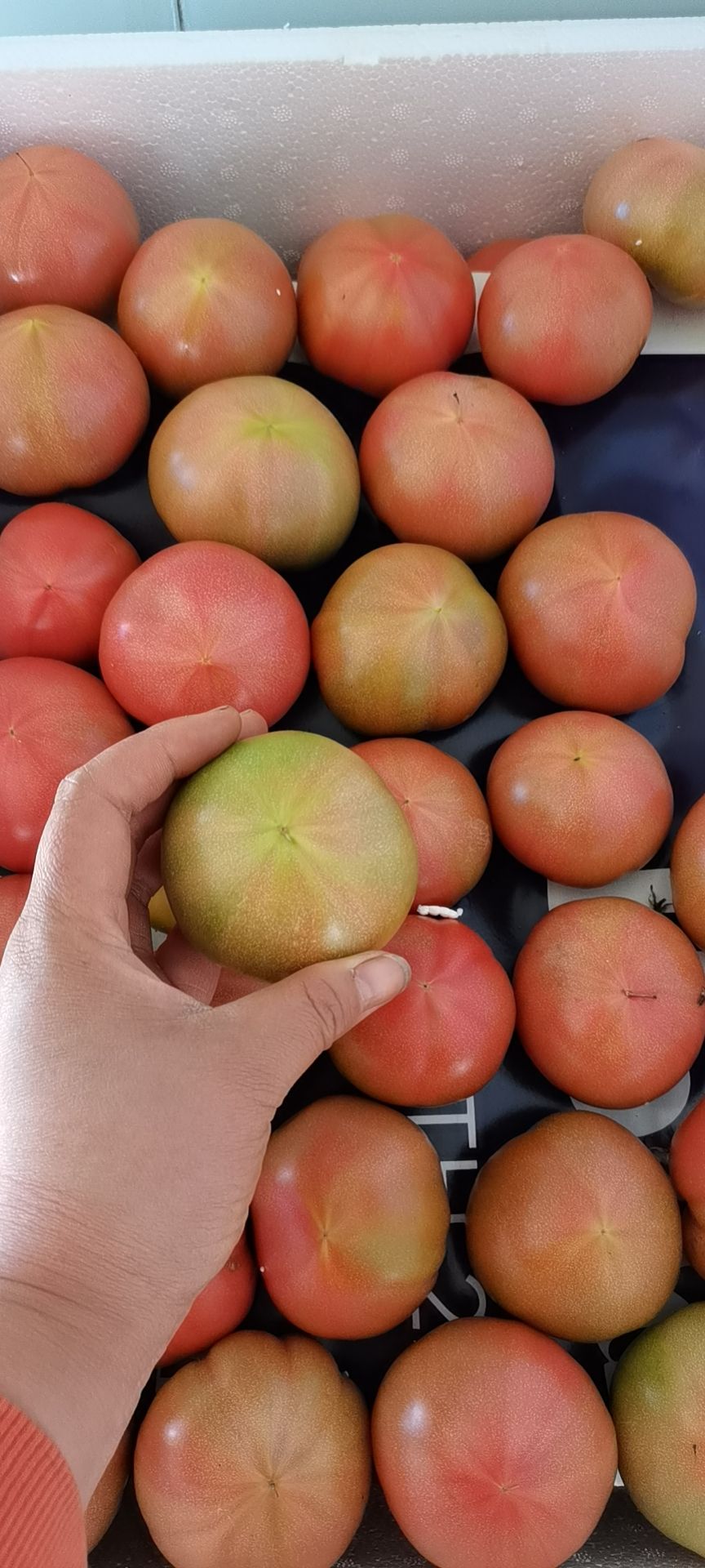 铁柿子 草莓柿子，绿腚柿子