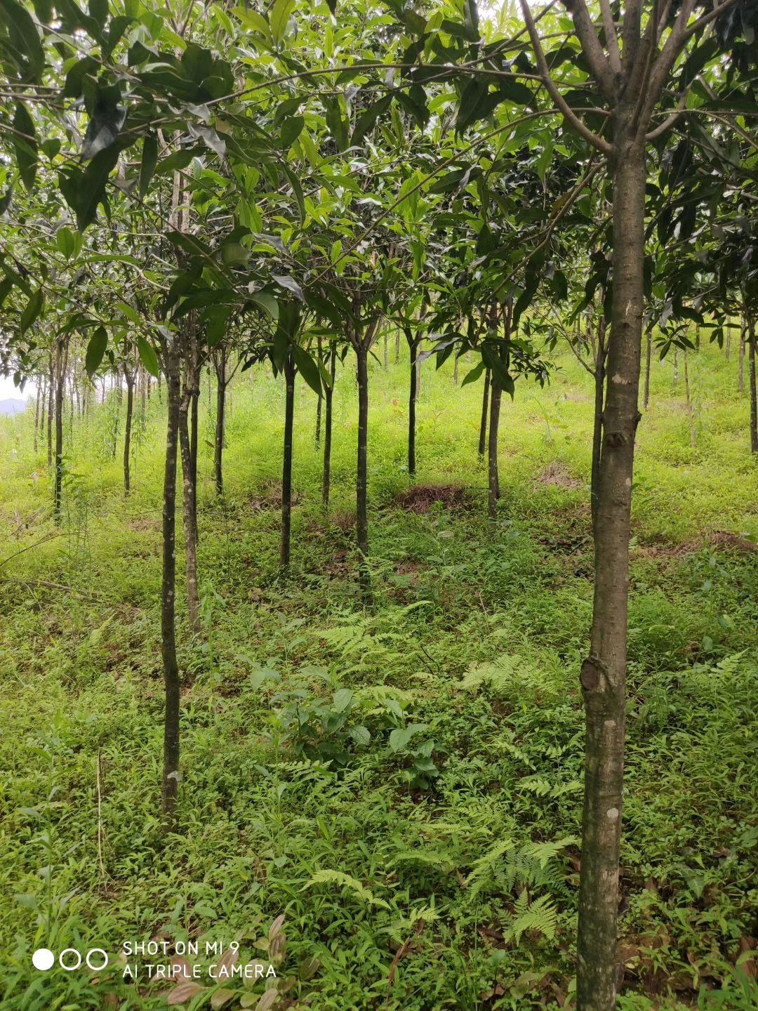 八月桂 出售：桂花大小规格3公分到20公分