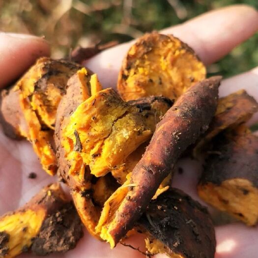 保靖县多年生土大黄药材干货鲜货都有叶子坨坨根羊蹄跟菠菜
