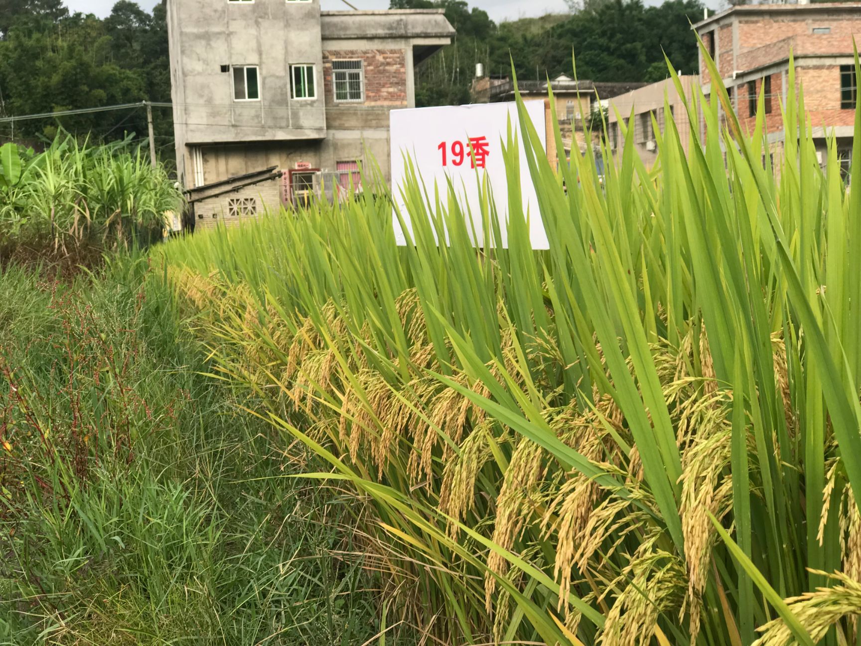 19香  十九香水稻种子，广东丝苗米认定品种