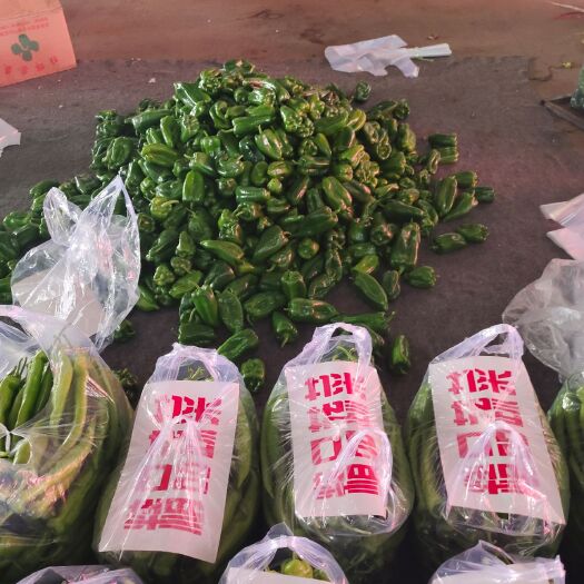 邯郸圆椒 山东省济南市长清区