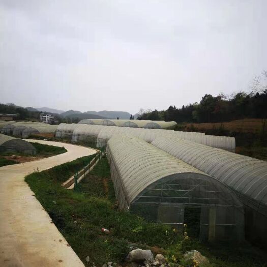 贵阳芹菜 绿色