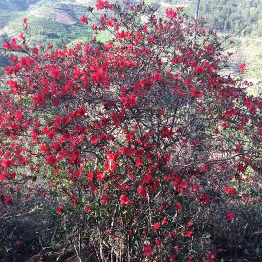荔波县国旗红杜鹃  大量映山红需要的联系我