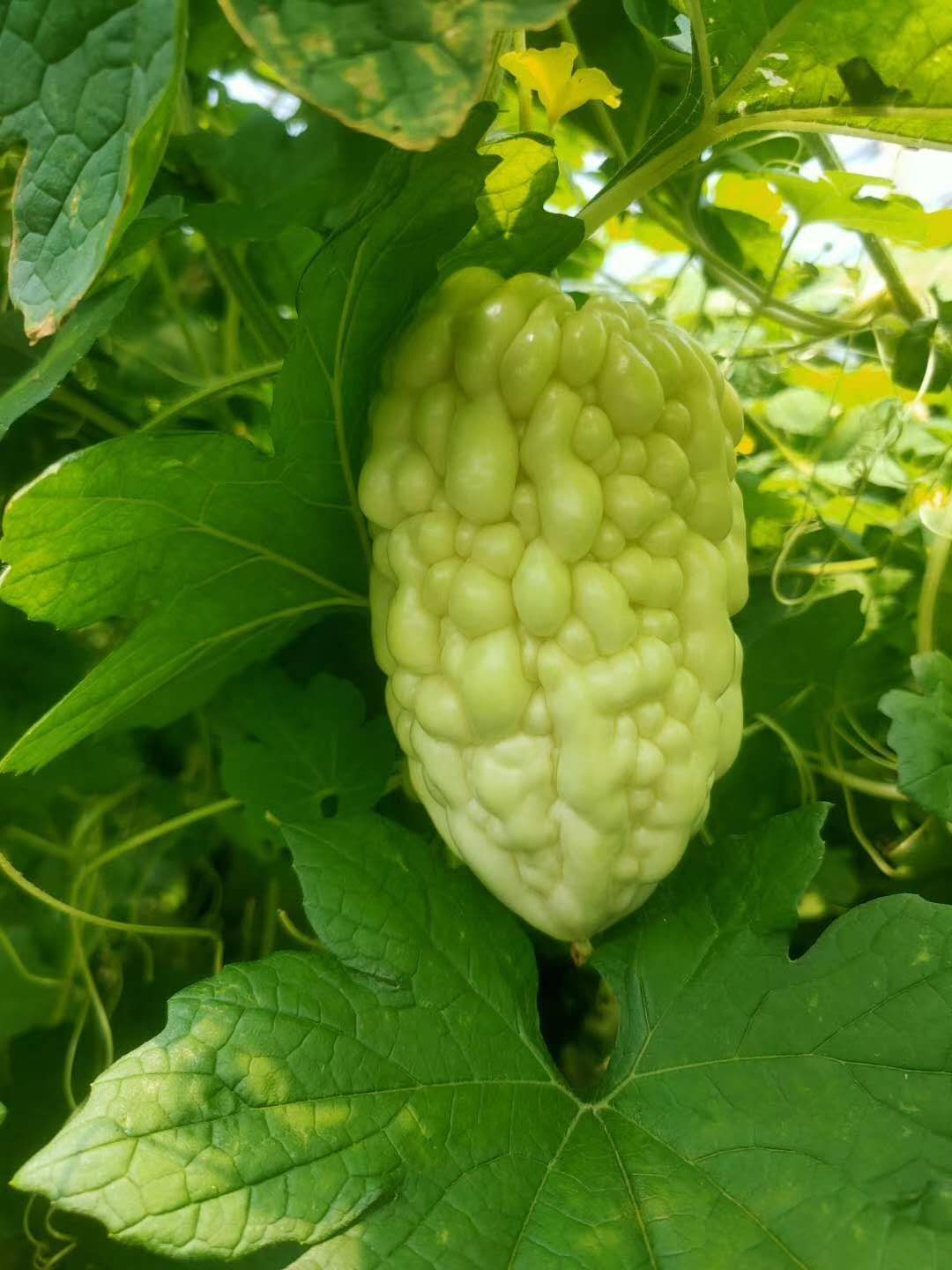 白玉苦瓜，供应各大批发市场，商超