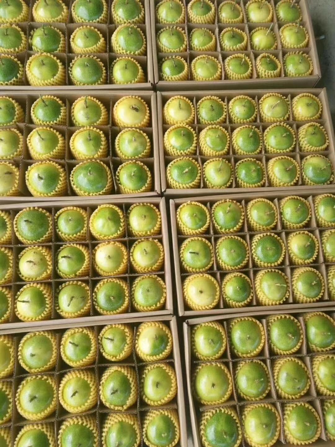 黄金百香果苗  黄金百香苗