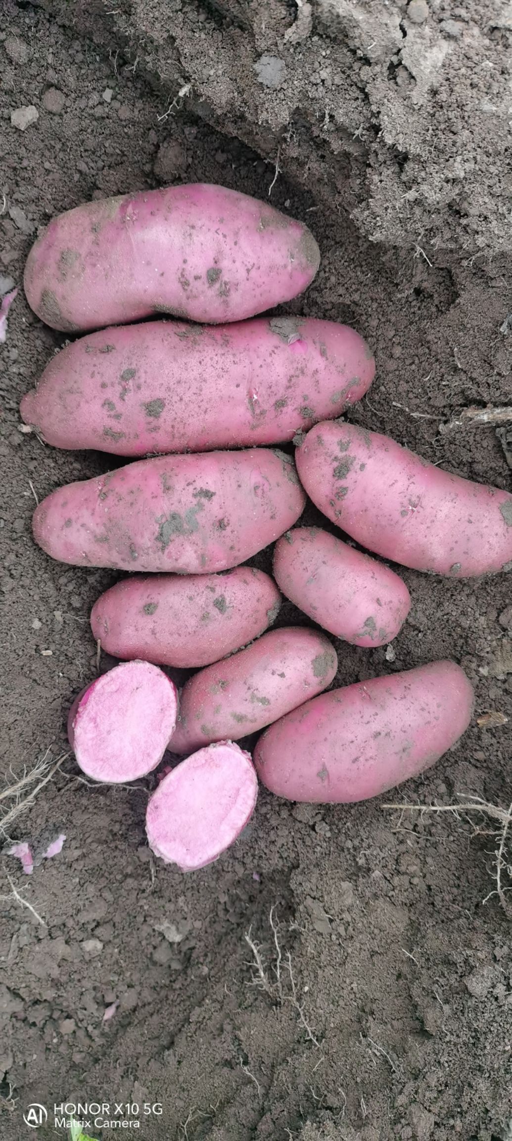 红美人，红宝，红土豆