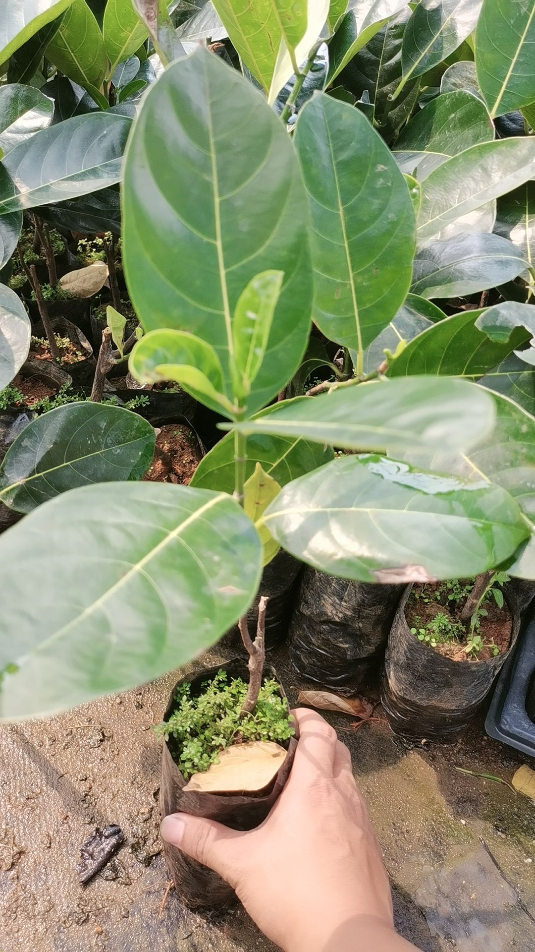 菠萝蜜苗 泰8红肉菠萝蜜