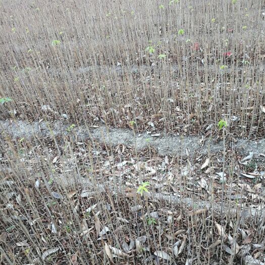 普宁市美丽木棉 木棉树苗，本地木棉，美丽异木棉，大肚木棉