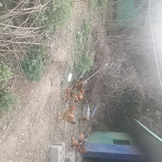 商南县土鸡  散养鸡