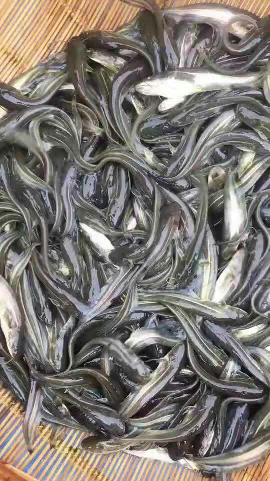 乌鳢苗  长期出售江团，丁桂，青波，岩鲤，胭脂，青鱼 自产自销