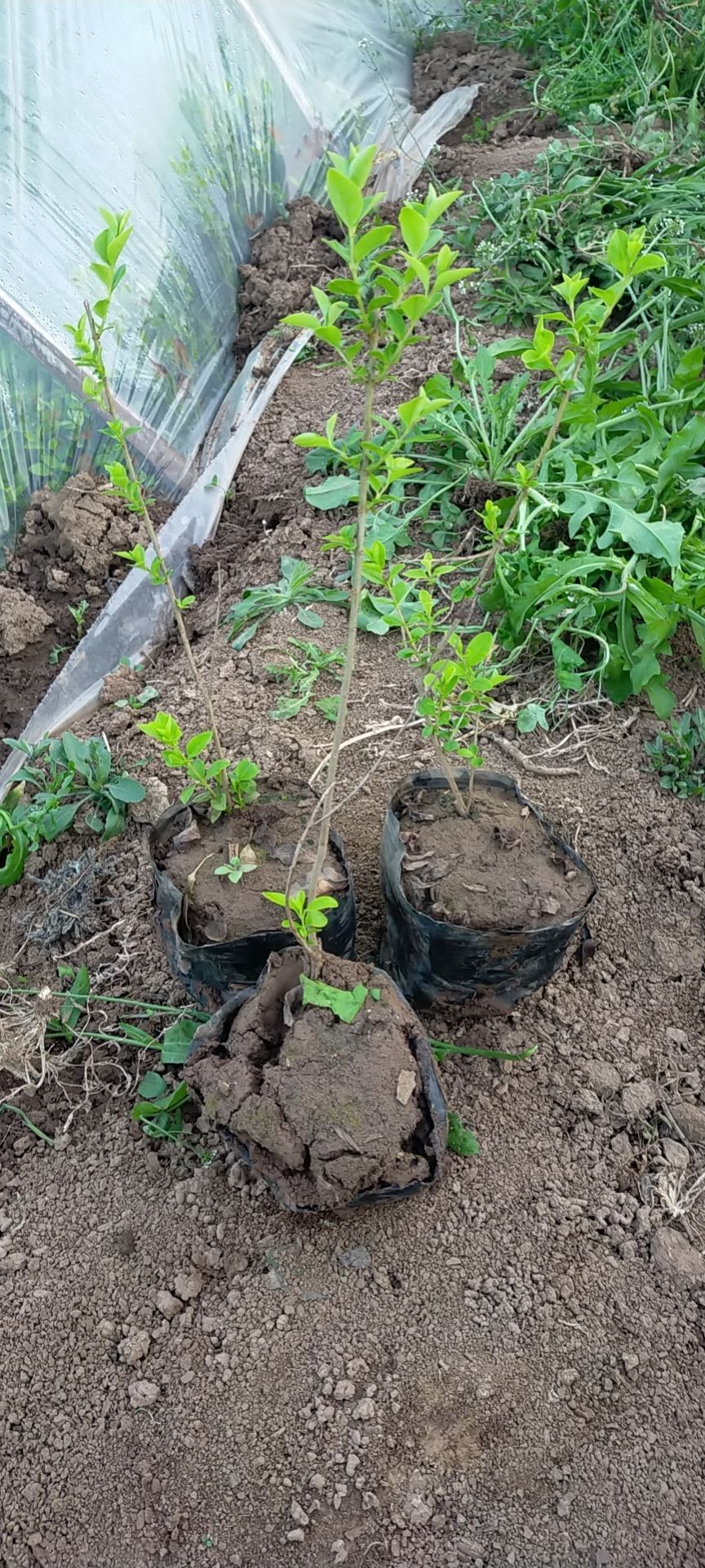 金叶小叶女贞树苗篱笆四季常青庭院植物绿化苗木耐旱耐阴无虫害