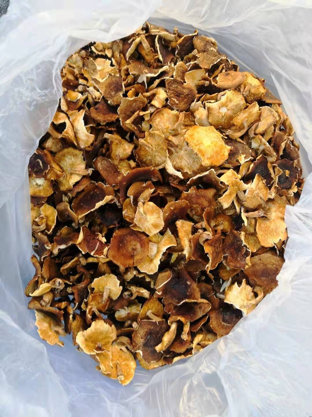 马桑菌，贵州省习水县特色产品