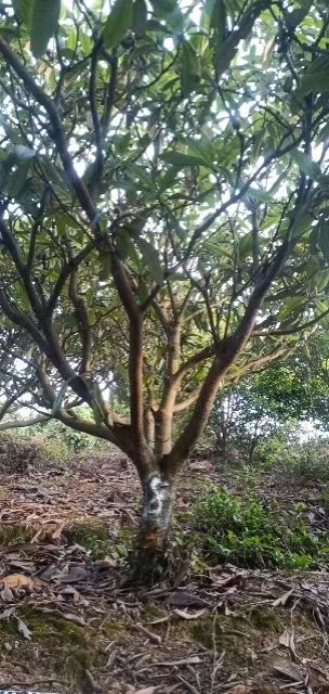 郴州大五星枇杷  湖南15公分枇杷树，福建枇杷，贵州枇杷树
