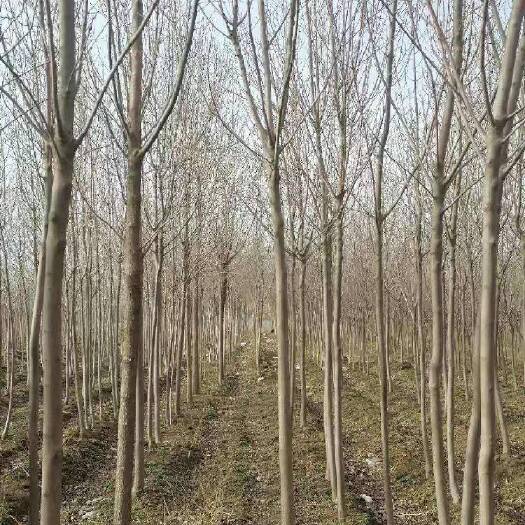 廊坊 金叶白蜡3-5公分，5000棵