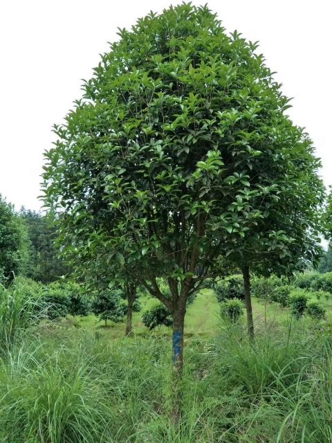 桂花树  八月桂    银桂  丹桂 四季桂