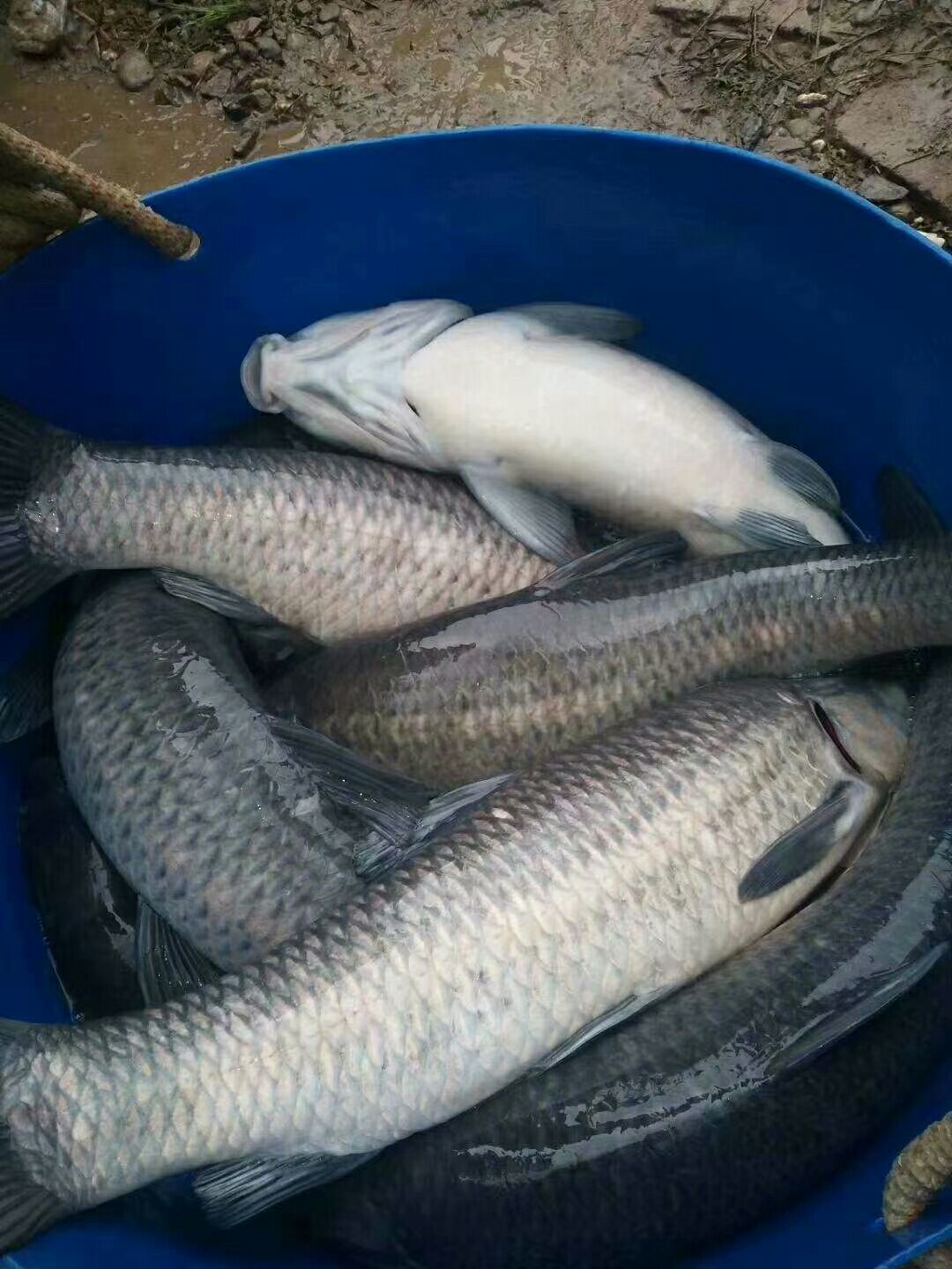 银鱼苗 苗场自产自销 常年供应，量大包邮！