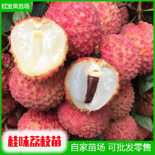 灵山县 荔枝苗，桂味荔枝苗