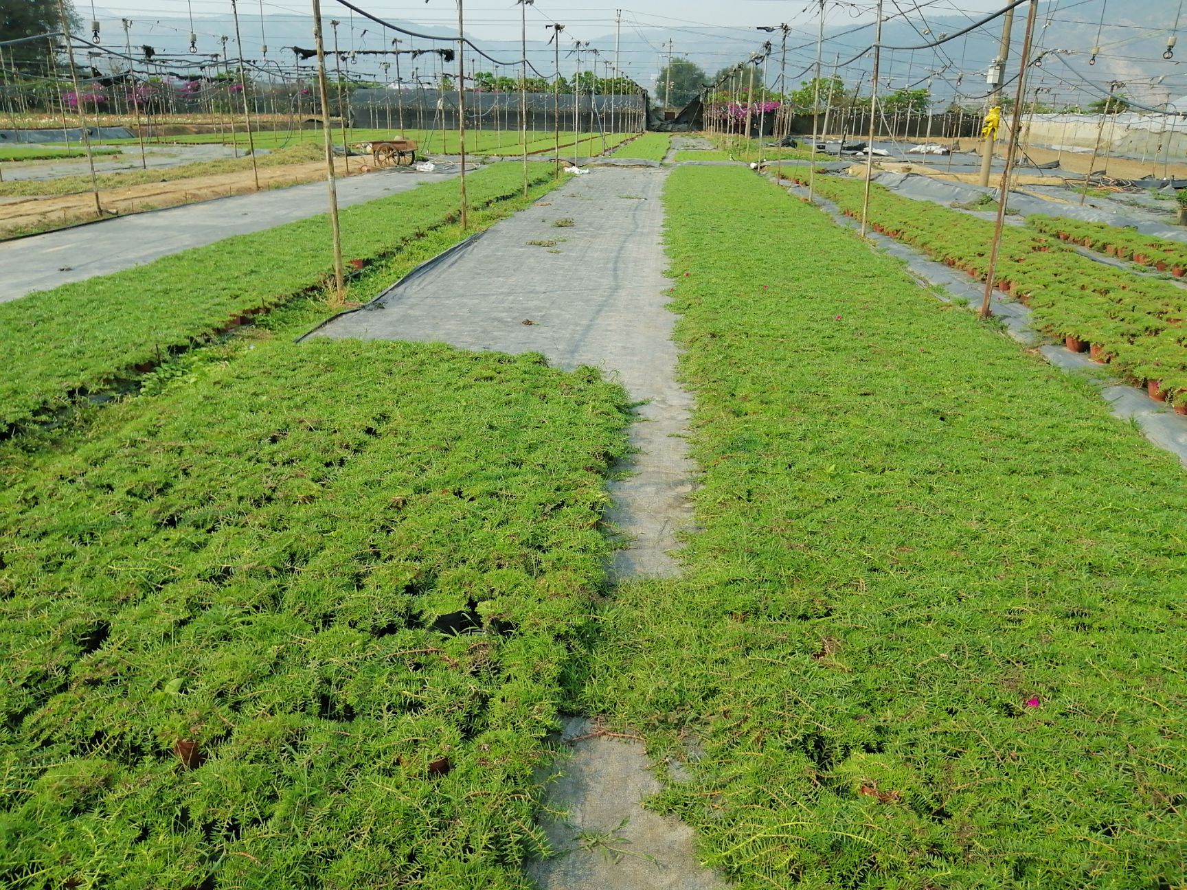 向日葵 太阳☀️花，幸福阳光易种养殖的室内外盆景