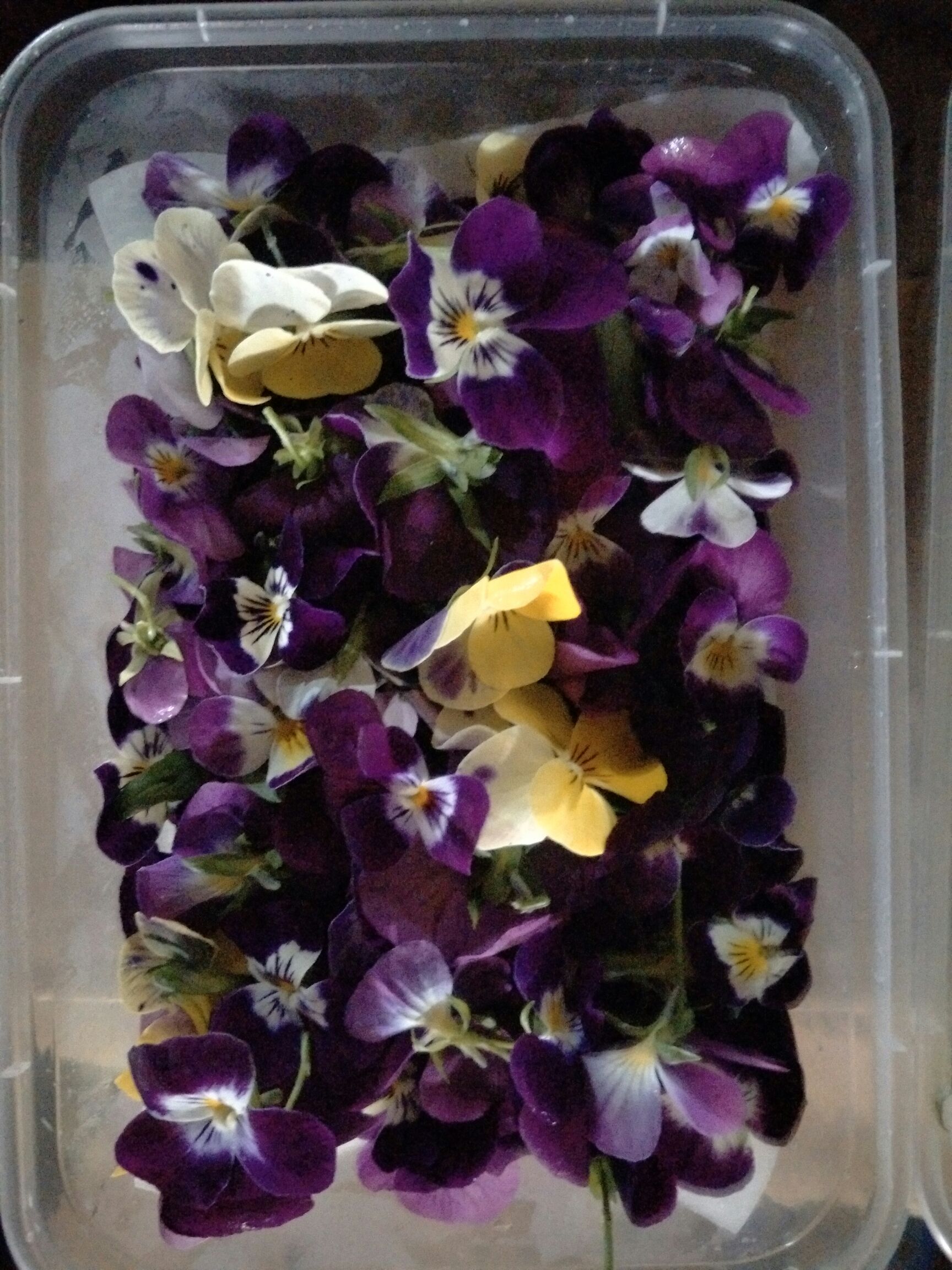 黄草石斛 黄草芽，黄草花，冰草，三色堇，火红苗，金雀花，新鲜茉莉花。