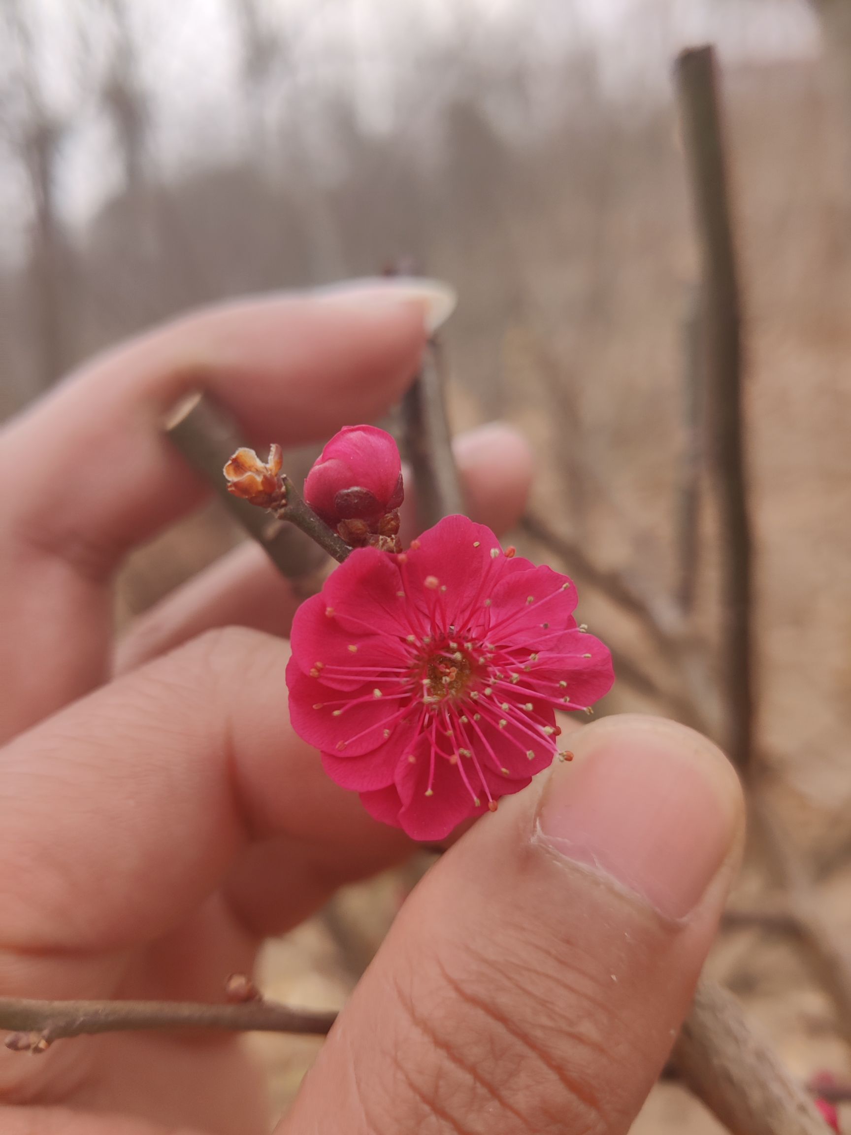朱砂红梅红须骨里红，绿梅。
