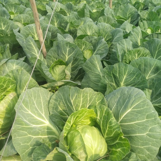 邯郸中甘系列 甘蓝