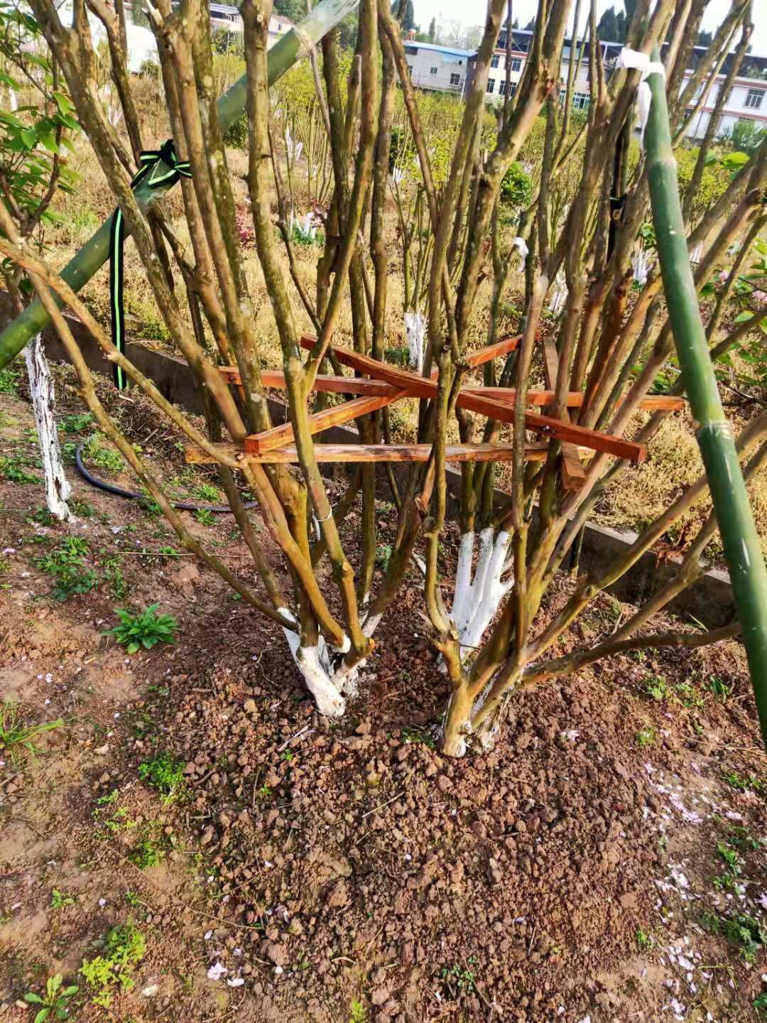 红花紫薇 5米以上 8~10公分 10~12公分 2~3米 带土球发货