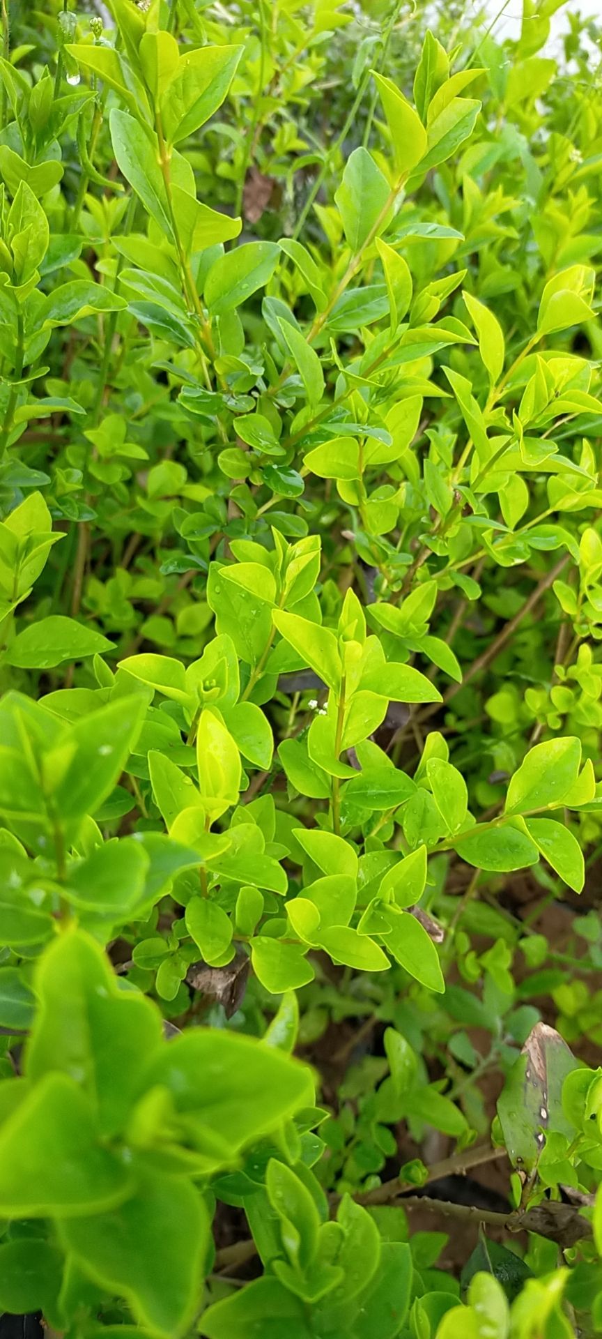 金叶小叶女贞树苗篱笆四季常青庭院植物绿化苗木耐旱耐阴无虫害