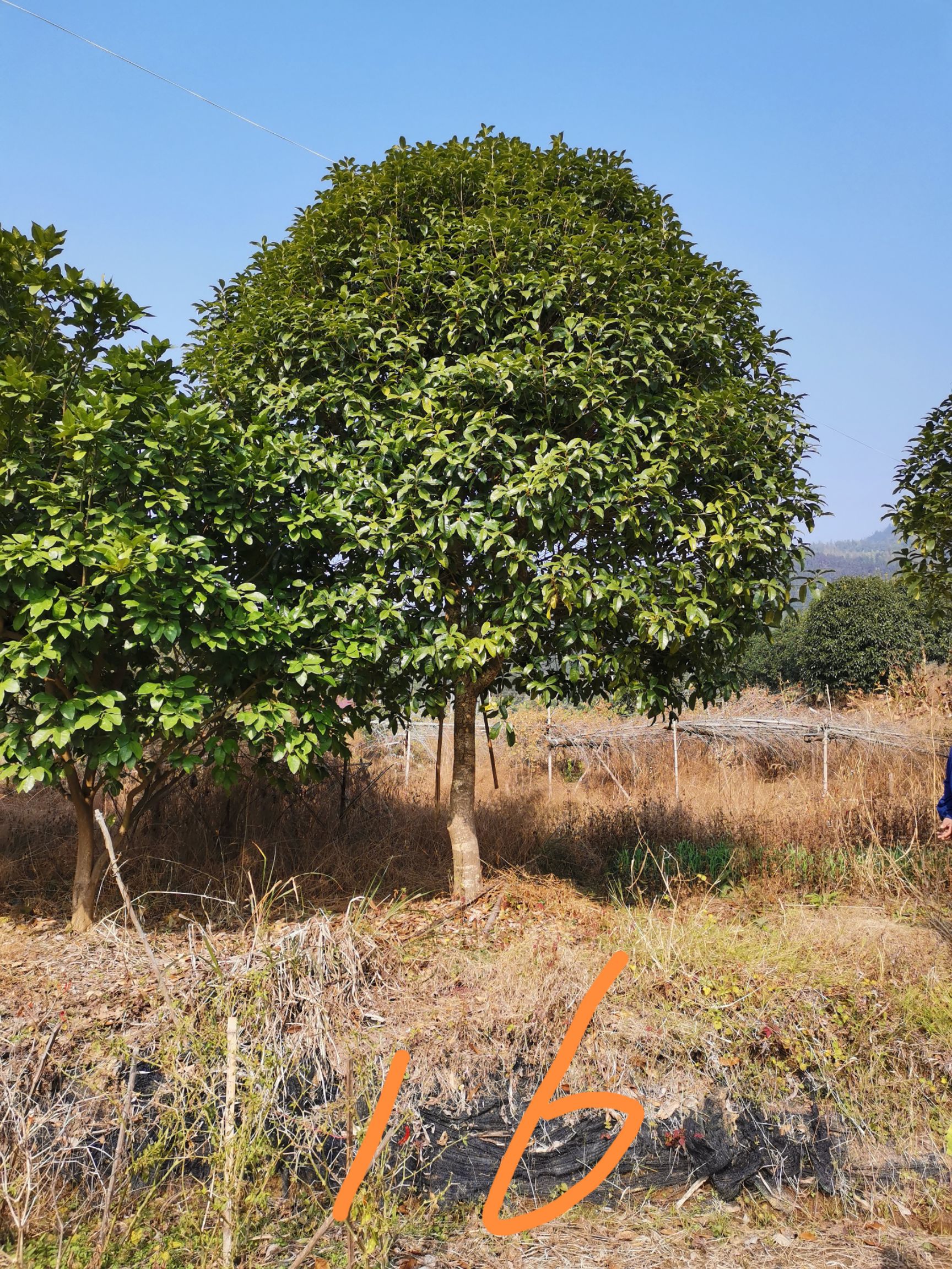 八月桂  桂花，具体价钱按要求定价
