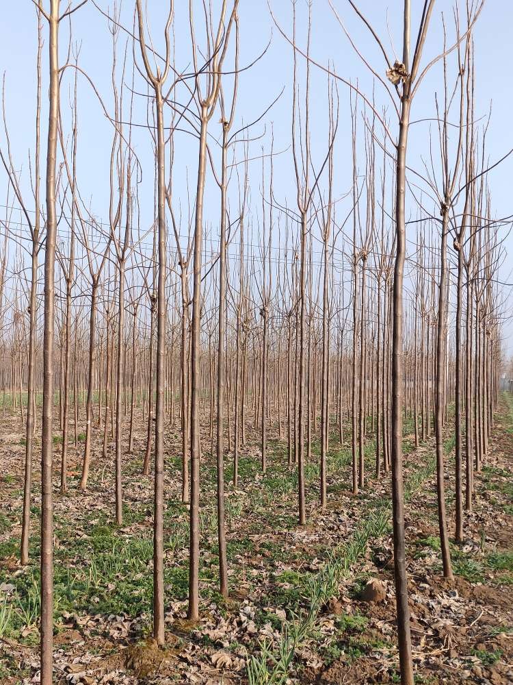 楸树  5公分精品金丝楸