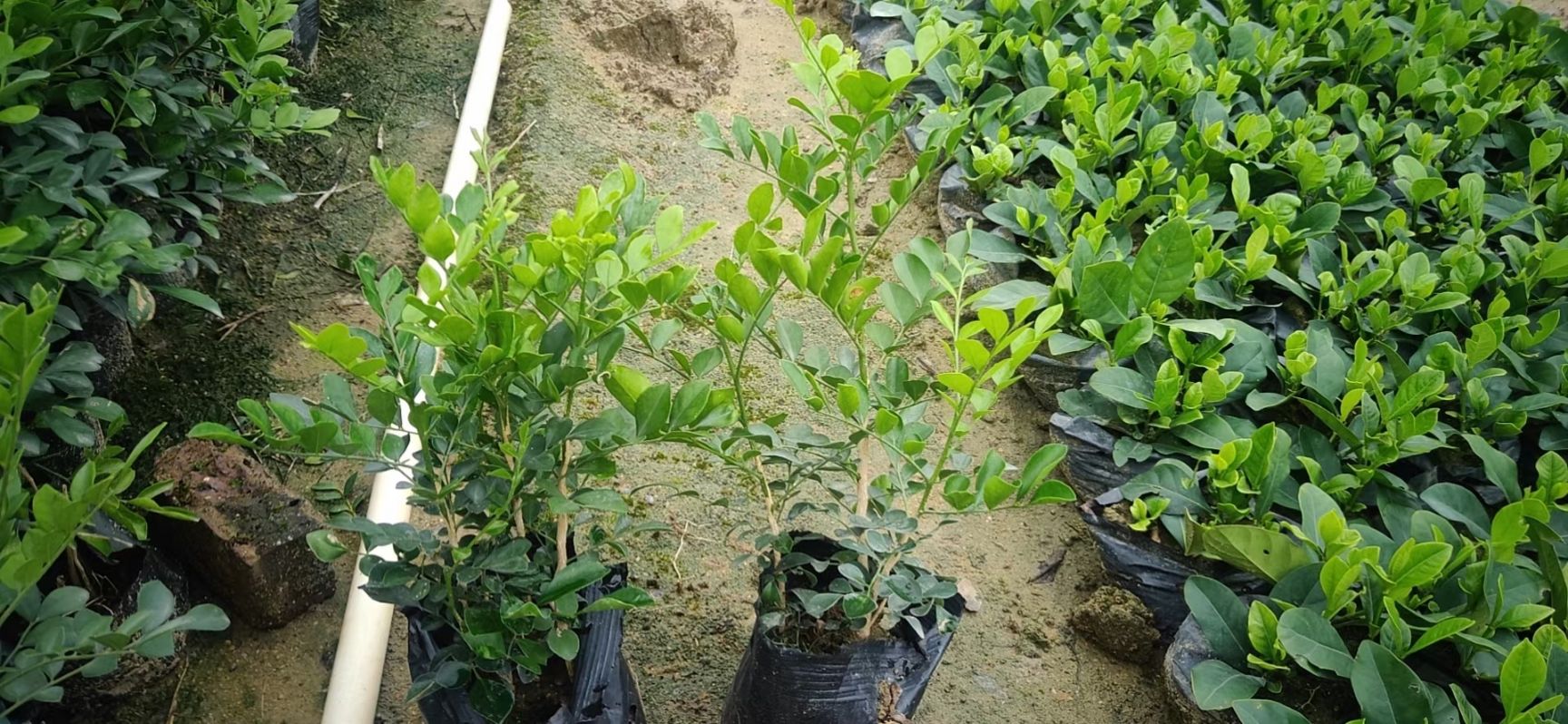 草坪 葱兰 风雨兰  园林绿化工程苗 基地直供