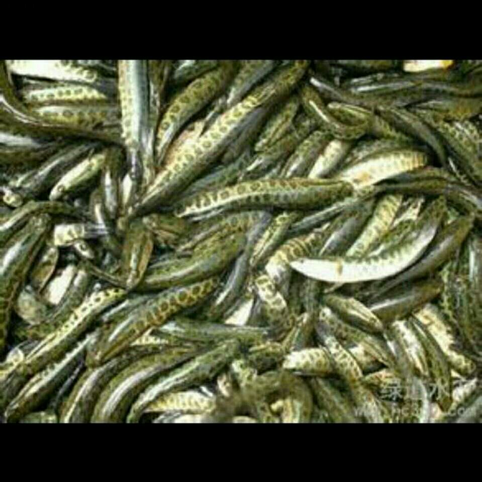 乌鳢苗  长期出售江团，丁桂，青波，岩鲤，胭脂，青鱼 自产自销