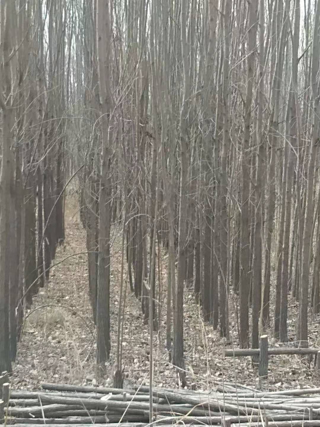 大量旱柳，4—8公分