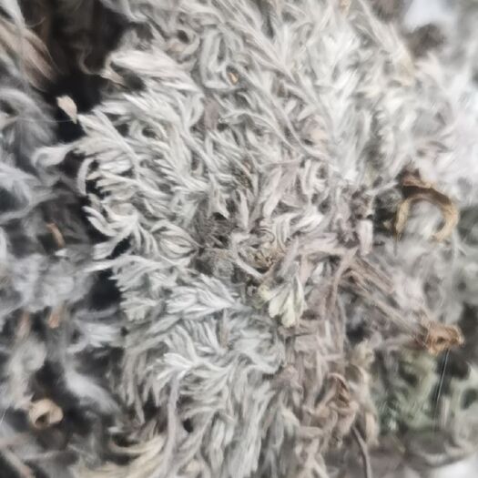 鲁山县 新货干茵陈，茵陈干品