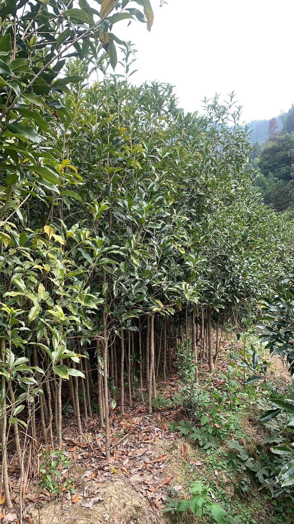 八月桂  出售：桂花大小规格3公分到20公分