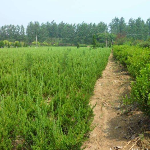 沭阳县圆柏 