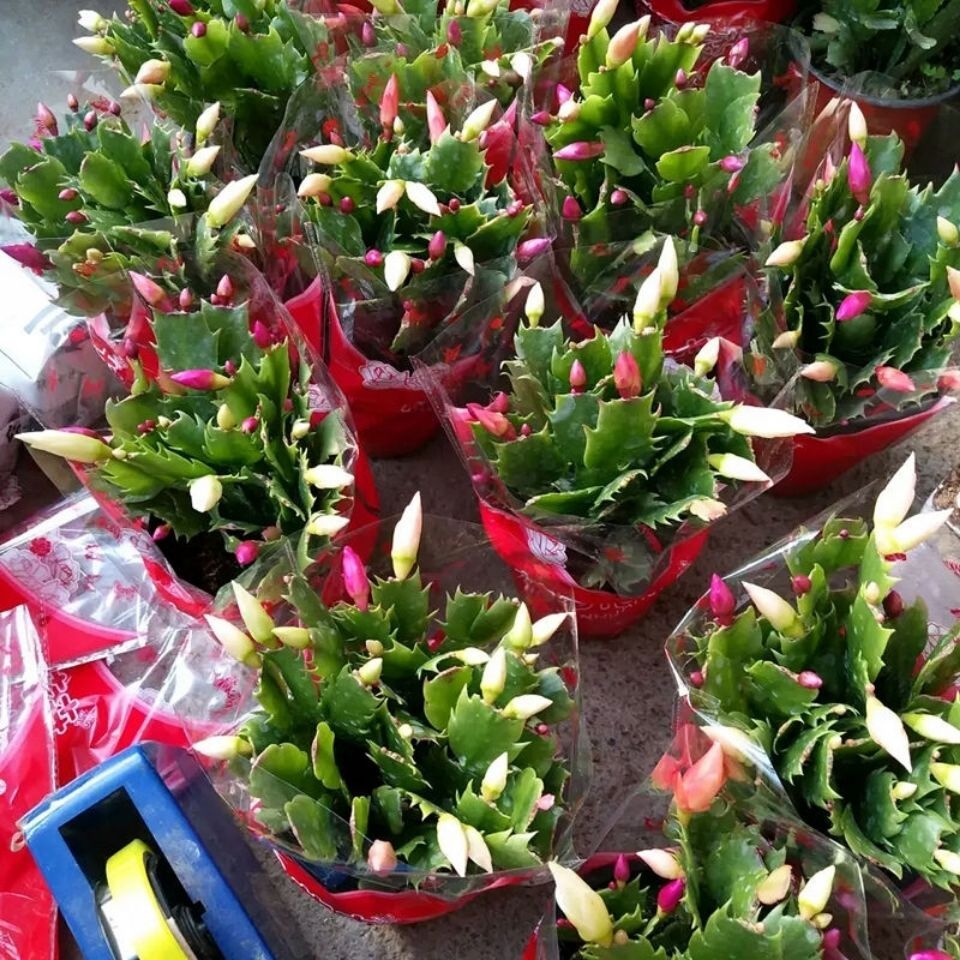 青州市 蟹爪兰盆栽大苗带根室内阳台绿植四季开花可嫁接仙人掌