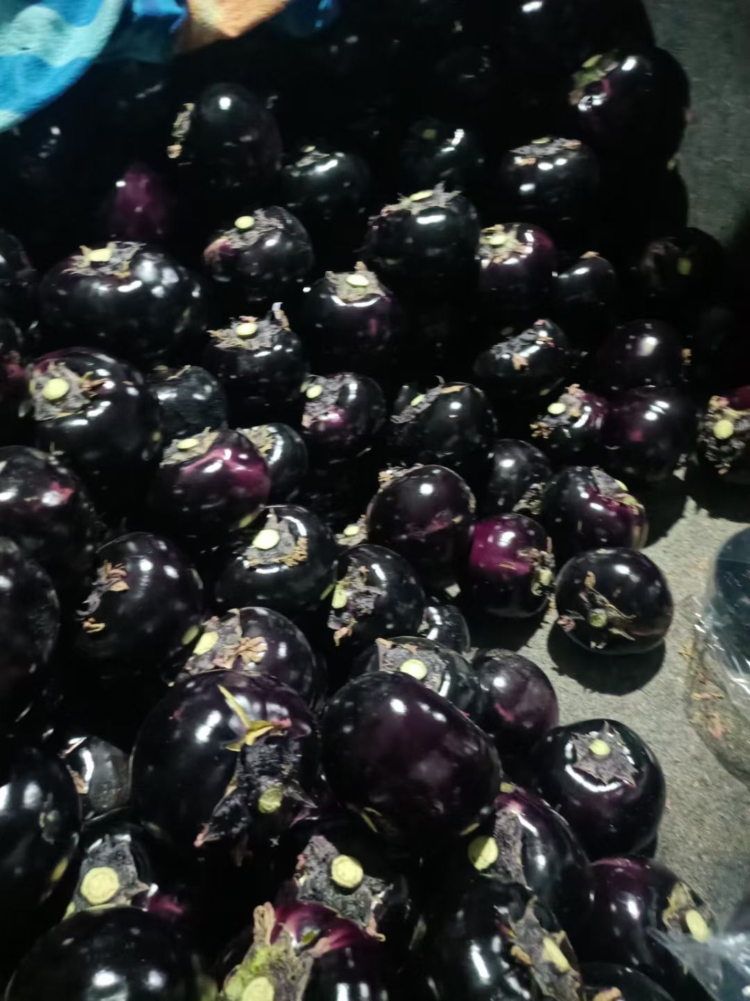 圆茄 茄子 紫光园茄 产地直供