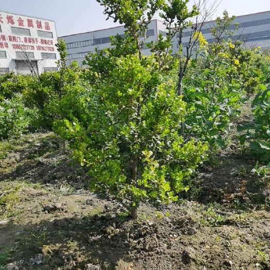 海安市瓜子黄杨  小叶黄杨树，独杆黄杨，黄杨球，黄杨苗