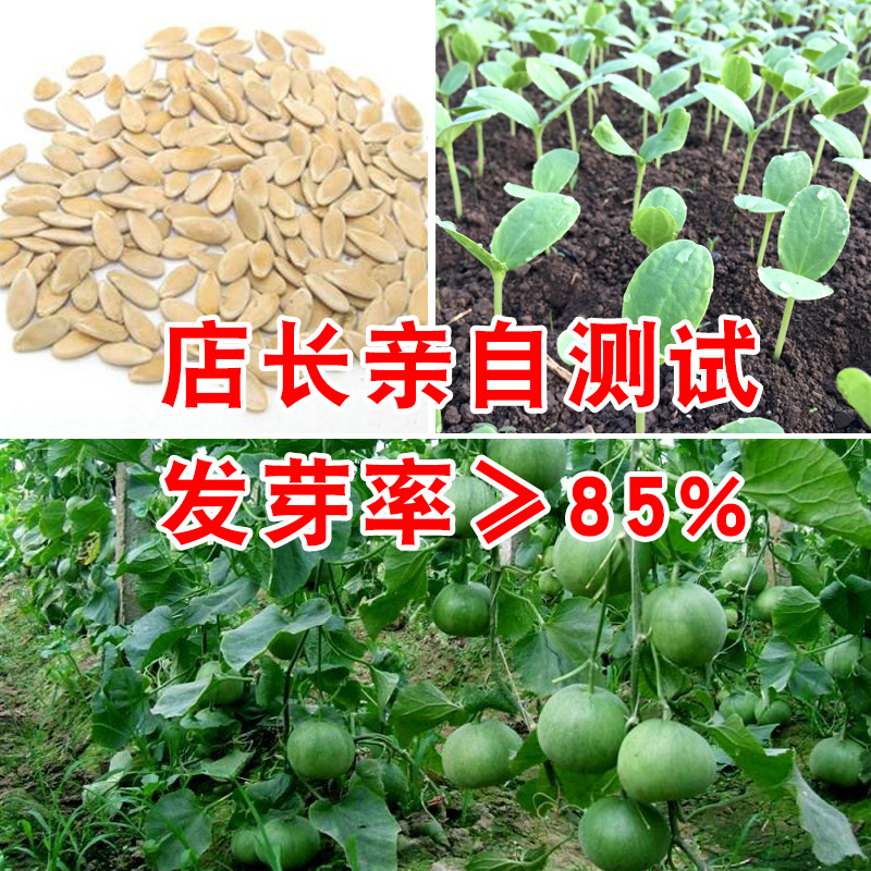 日本甜宝甜瓜种子农场菜园甜果肉脆嫩厚甜瓜籽瓜果种子