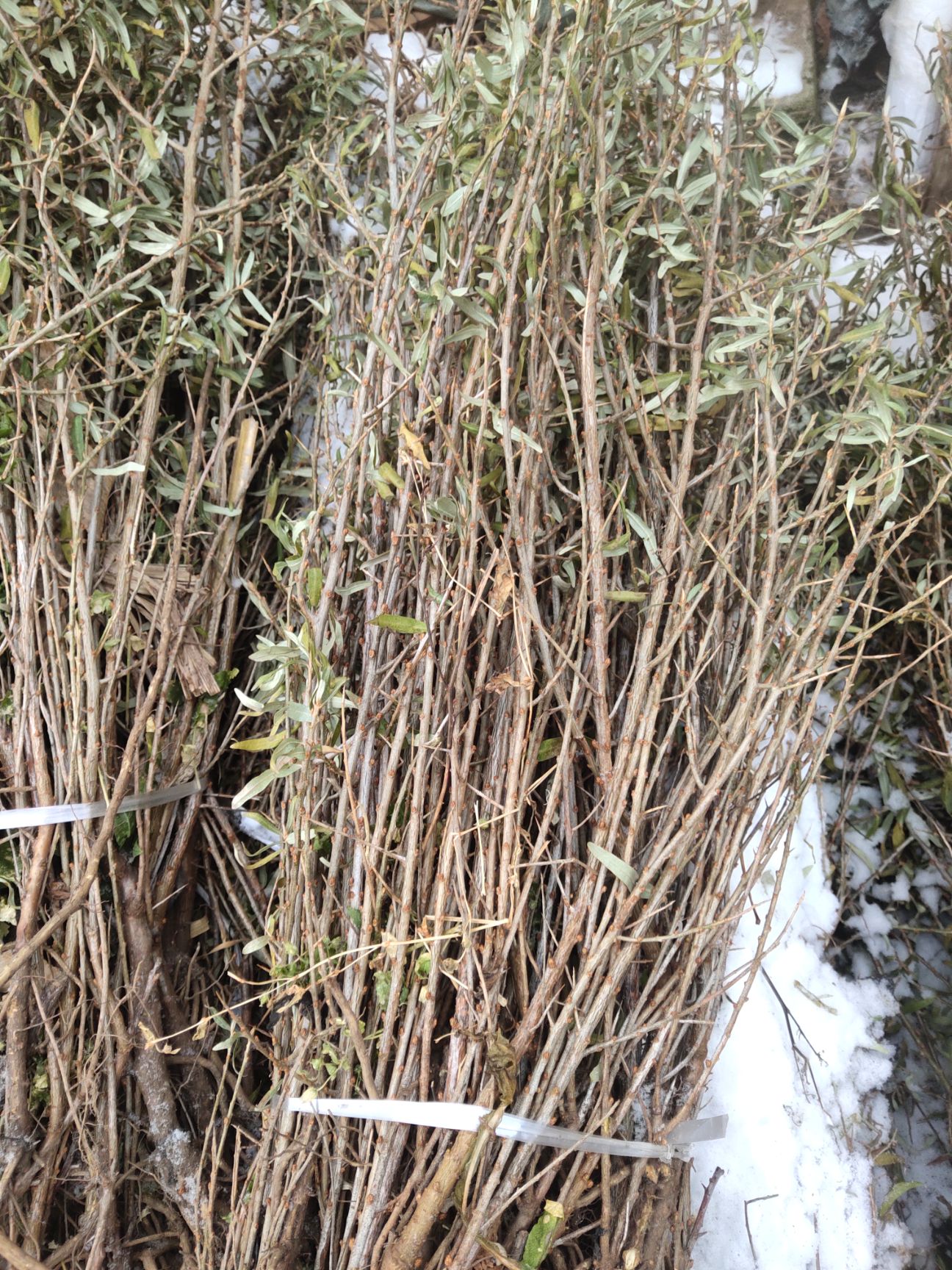 深秋红沙棘苗，一年苗，40－70厘米