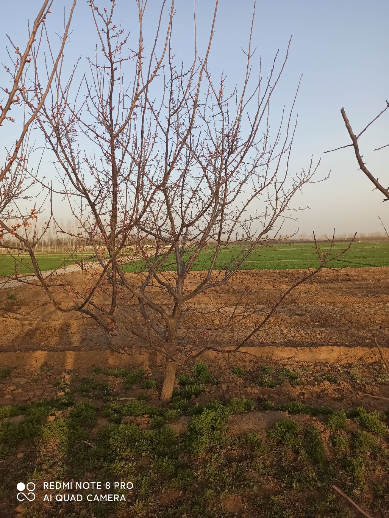 山杏苗  山杏树 8公分山杏 10公分山杏 12公分山杏 15公分山杏