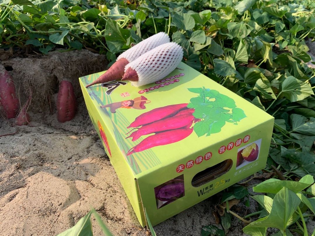  澄迈桥头地瓜富硒地瓜红薯海南板栗薯鲜挖5斤装