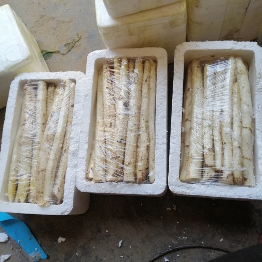 曹县新鲜白芦笋大量上市，现采现发，现在的白芦笋很嫩，